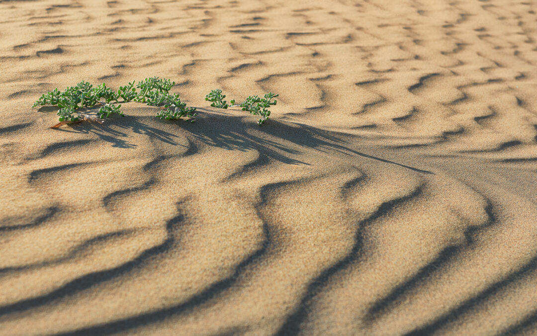 New EU-funded research to empower local communities to confront desertification