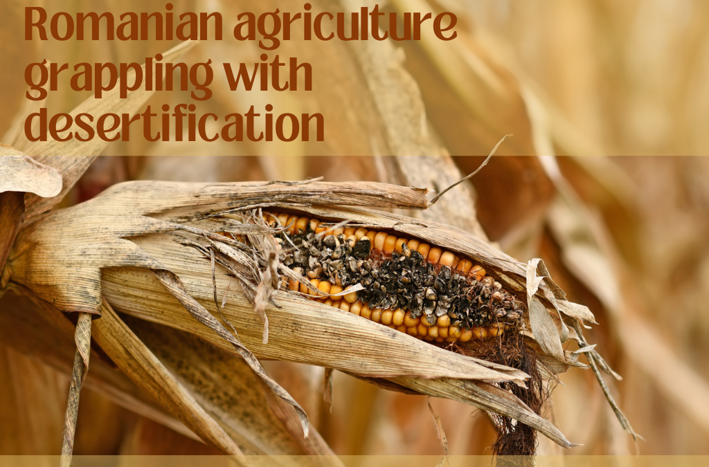 Romania’s agriculture sector devastated by drought and desertification