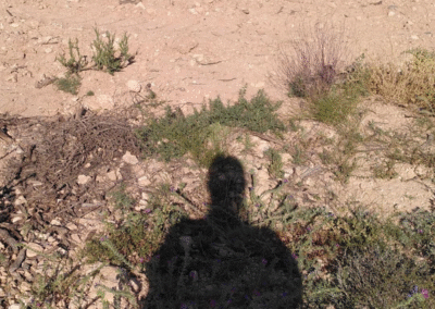 Transforming Food Systems to Reverse Land Degradation and Combat Desertification