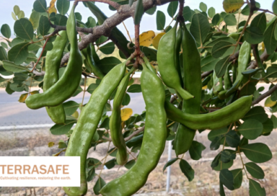 Carob – a future-food that can grow in dryland areas