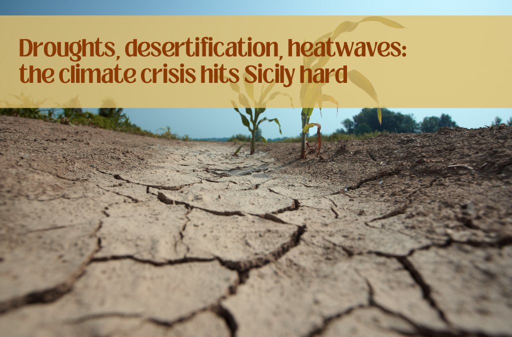 Droughts, desertification, heatwaves: the climate crisis hits Sicily hard